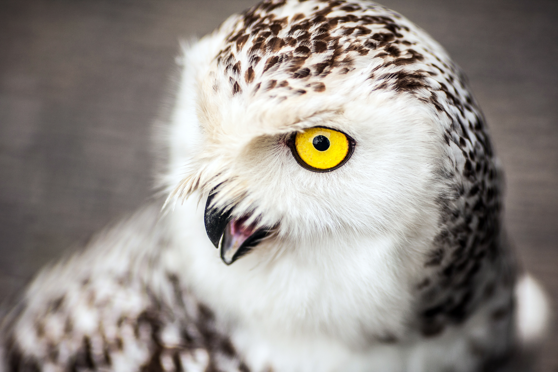 Bird of Prey — Karlsruhe