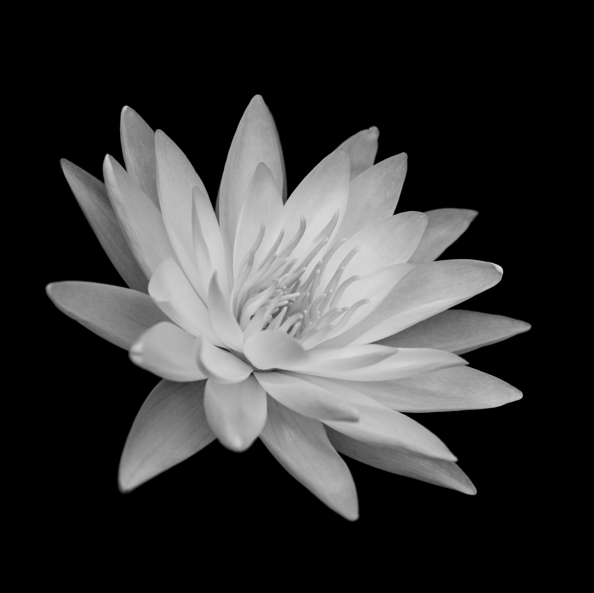 Nymphaea — Frigiliana